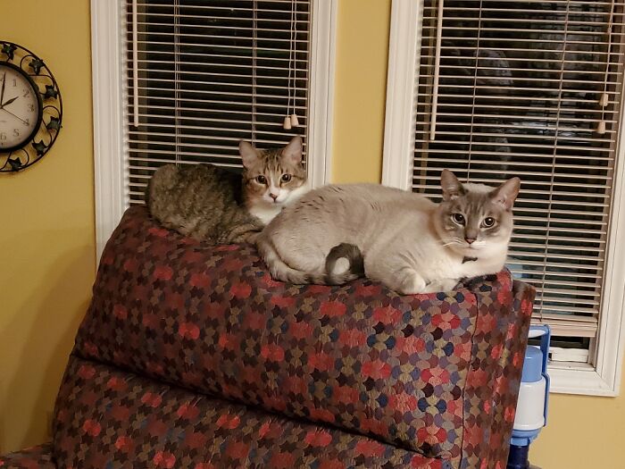 Brothers Sitting A-Choo-Choo Before Chasing Each Other Through The House