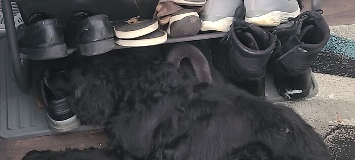 Sleeping With His Head In The Shoe Rack.