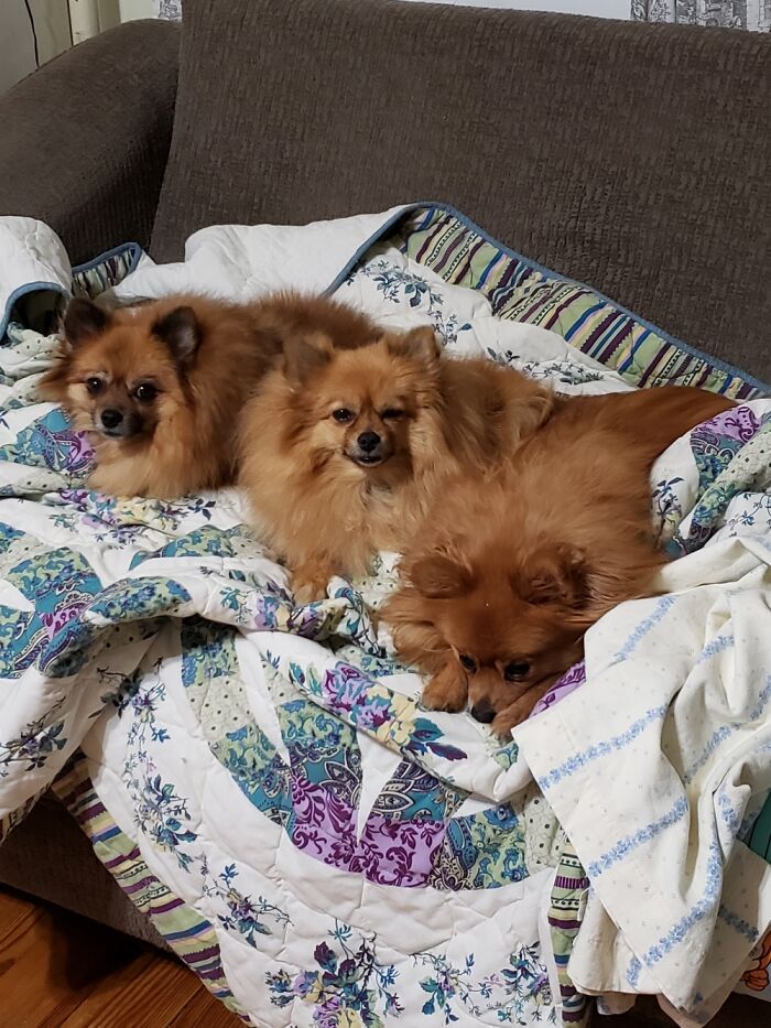 The Pomaroids!!! (My Nicname) For Troubled Makers! Mazie, Zoey & Samie The Boss!