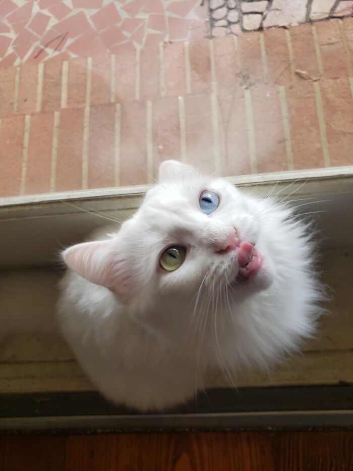 Went To The Shelter For A Black Cat Left With This Deaf Derp Her Eyes N Super Soft Fur Sold Me