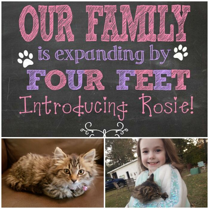 Rosie, Orphan Kitten We Found On Our Farm.