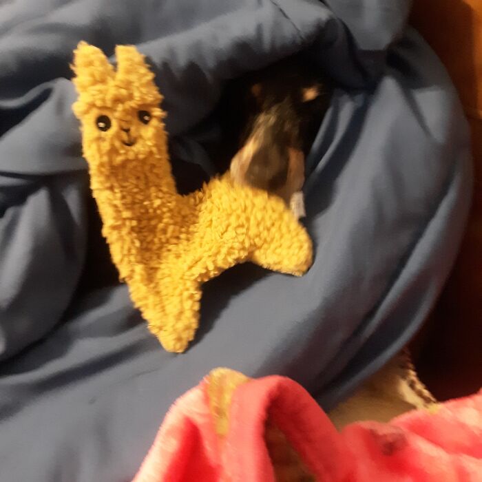 Leo With His Squeaky Llama!