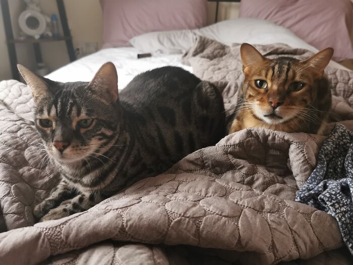 The Main Reason For The Bed Not Being Made