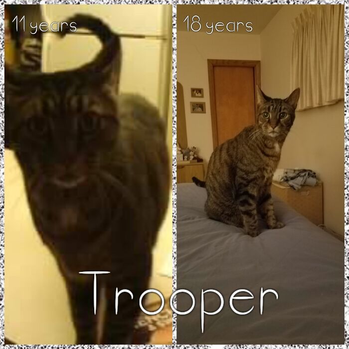 This Is From When I Met The Cat, My Husband Didn't Take Pics Of Him As A Kitten.