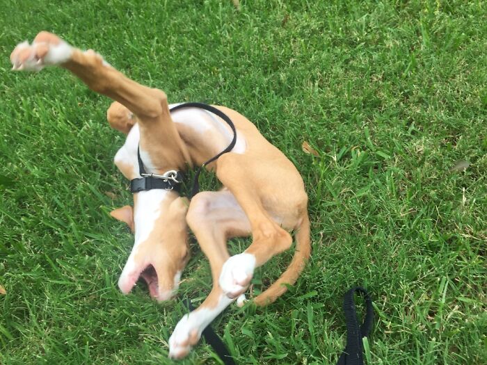 When Your Puppie's Instructions Come From IKEA...