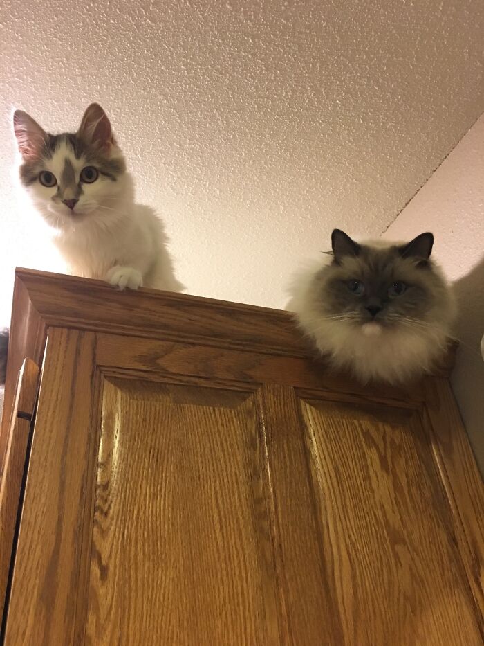 I Feel Like I Am Being Watched....