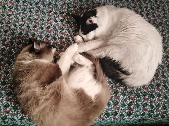 They Were Inseparable, But Now One Sleeps Alone Cuz His Buddy Is Gone.