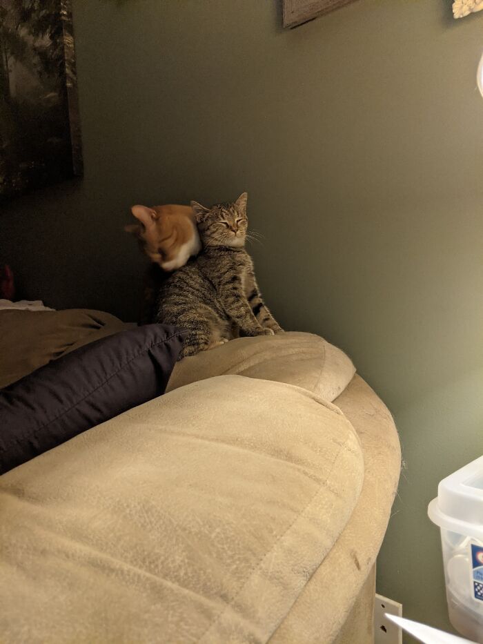 Stray Kitten Learning The Ways Of The House Cat. They Have Bonded.