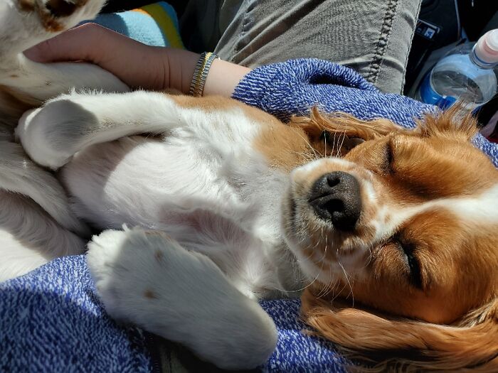 Benny Snoozing In The Car