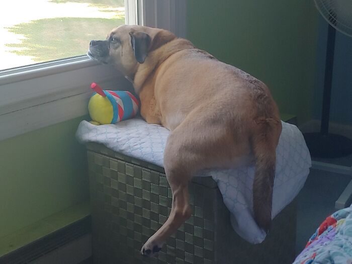 Always Looking For Something To Bark At.