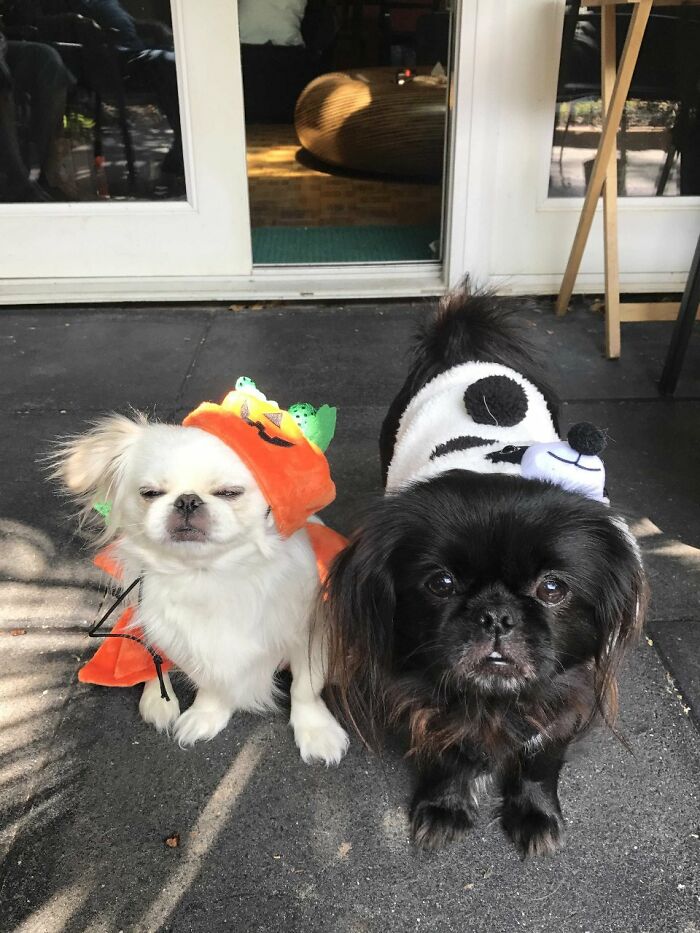 Excited About Halloween. Buddha And Zhen!