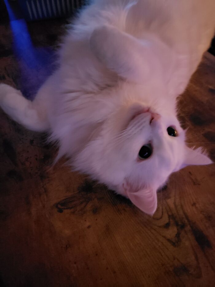 When Ever Im Down Duchess Comes To Me N Does This It Always Makes Me Smile