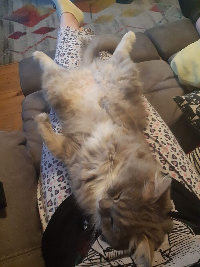 This Majestic Floof Is Named Lancelot And He Just Adores Being Loved