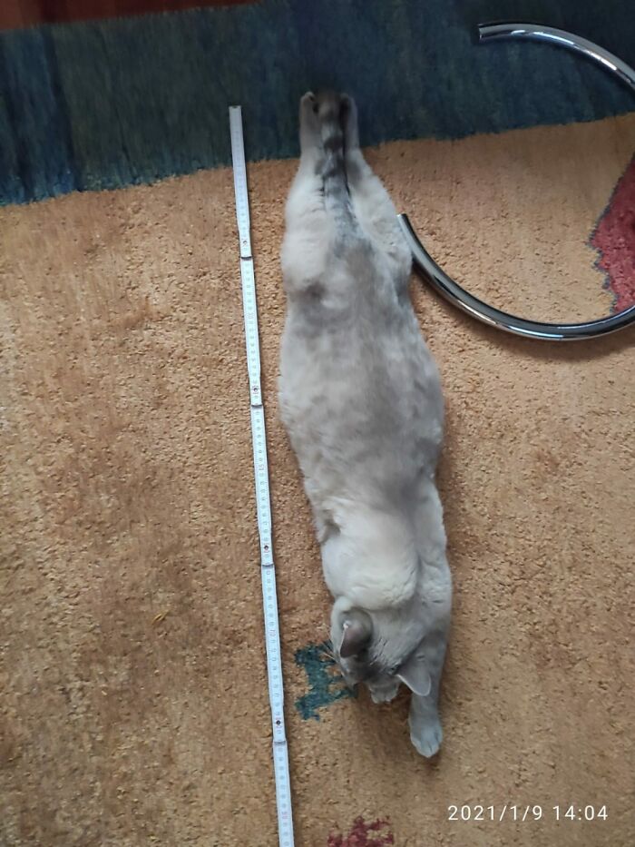 Stretching Out While Sleeping