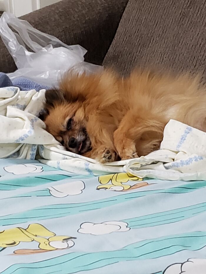 My First Ever Derp Is It? Mazie My Little German Shepard