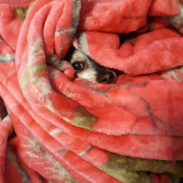 Lacy Snuggled Under My Blankets Fresh From The Dryer!