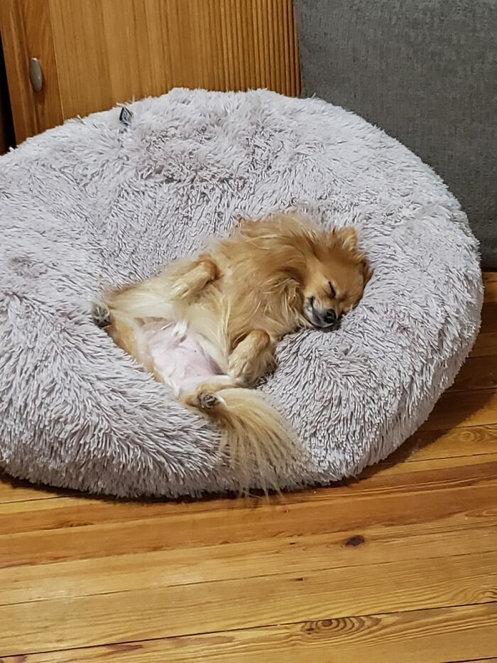 Im Too Sexual For My Bed!! Sammie My Male Pommchi