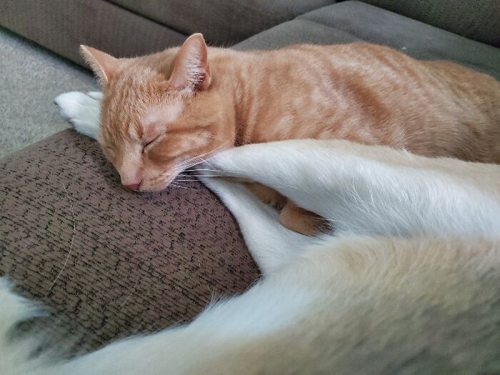 Best Pillow In The House?