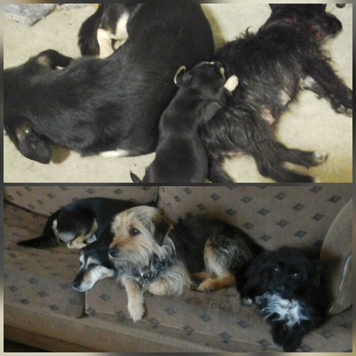 Bruno, With His Mom & Dad. Decided To Keep Him As My Own. 5 Years Later He Is My Best Friend