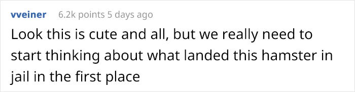 Person Shows Their Hamster Escaping A Prison In Amazing Obstacle Course Video, Captures The Hearts Of 55 Million People