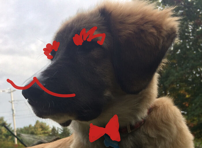 The Majestic Saoirse. (Pronounced Saersha)