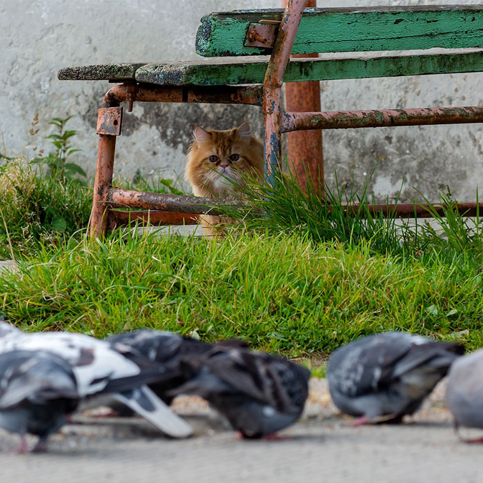 This Photographer Managed To Capture The Step-By-Step Process Of A Cat Chasing Pigeons (15 Pics)