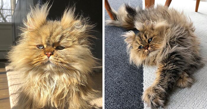 Meet The Persian Cat Barnaby Who Always Looks Like He Didn’t Have His Morning Coffee Yet (30 Pics)