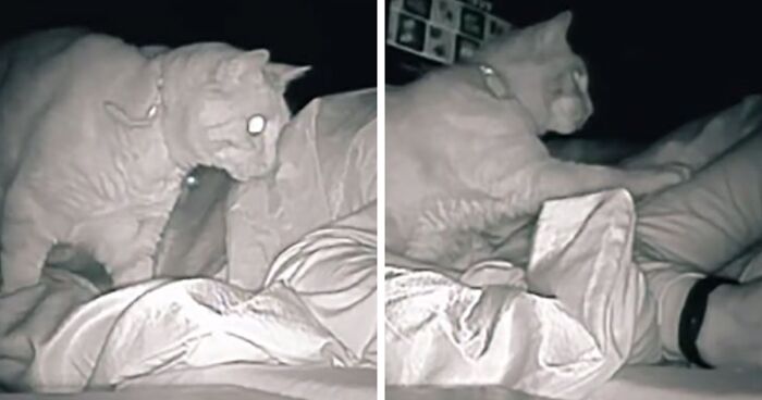Woman Says She Always Wakes Up Tired, Sets Up A Camera To Witness Her Cat Constantly Tapping Her Body For 4 Hours Straight