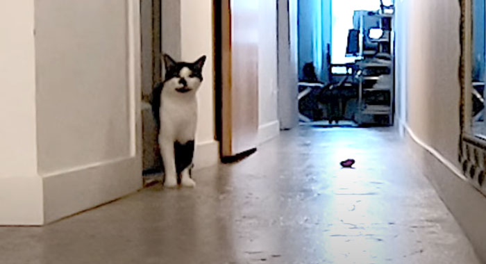 Cat Owner Leaves A Cam To See How His Cats Act When He's Not Home And The Video Is Actually Sad Cat Owner Leaves A Cam To See How His Cats Act When He's Not Home And The Video Is Actually Sad
