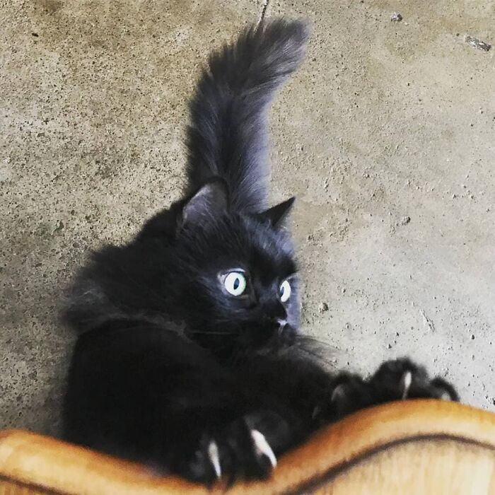 Cat Owner Leaves A Cam To See How His Cats Act When He's Not Home And The Video Is Actually Sad Cat Owner Leaves A Cam To See How His Cats Act When He's Not Home And The Video Is Actually Sad