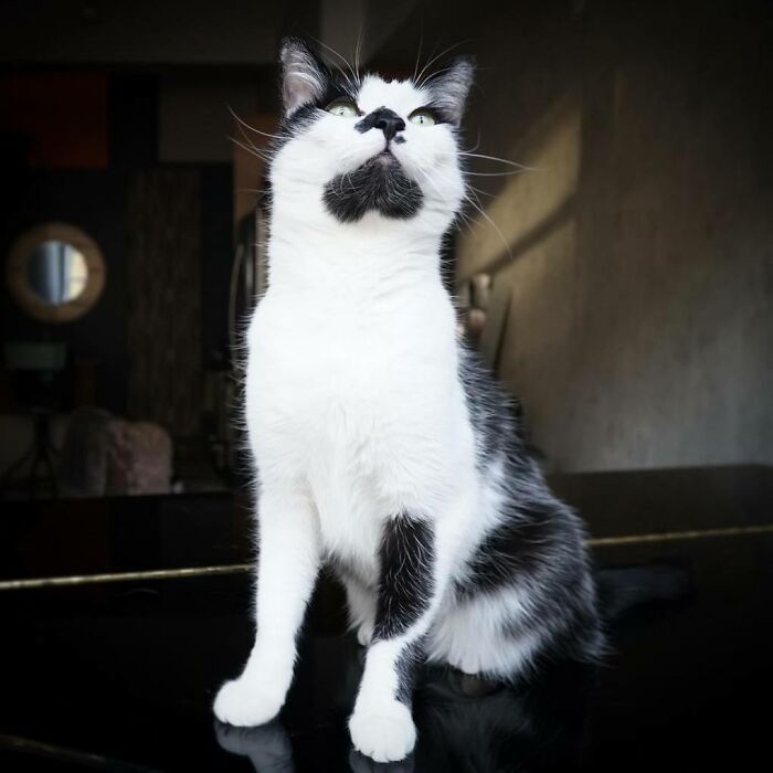 Cat Owner Leaves A Cam To See How His Cats Act When He's Not Home And The Video Is Actually Sad Cat Owner Leaves A Cam To See How His Cats Act When He's Not Home And The Video Is Actually Sad