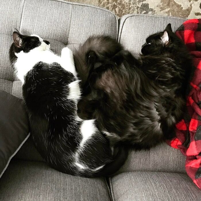 Cat Owner Leaves A Cam To See How His Cats Act When He's Not Home And The Video Is Actually Sad Cat Owner Leaves A Cam To See How His Cats Act When He's Not Home And The Video Is Actually Sad