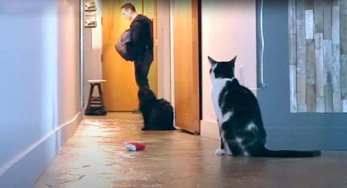Cat Owner Leaves A Cam To See How His Cats Act When He's Not Home And The Video Is Actually Sad