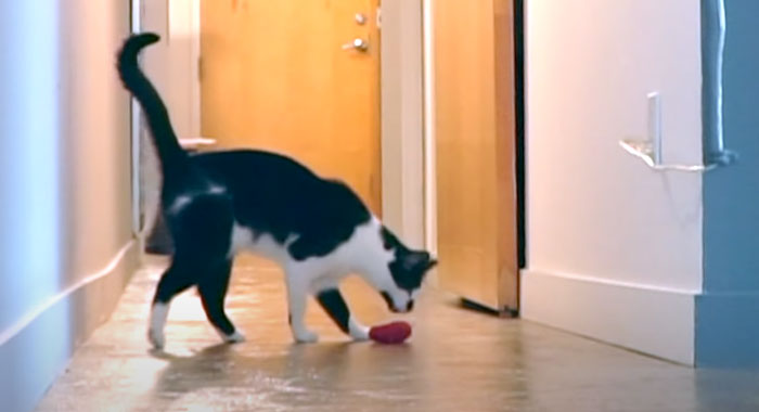 Cat Owner Leaves A Cam To See How His Cats Act When He's Not Home And The Video Is Actually Sad