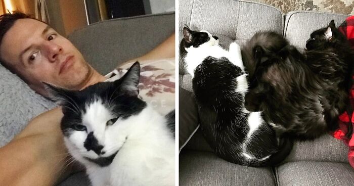 Cat Owner Leaves A Cam To See How His Cats Act When He’s Not Home And The Video Is Actually Sad