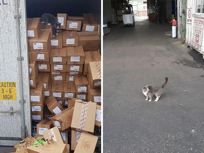 Trapped Inside A Shipping Container For 3 Weeks, Cat Survives By Eating Candy