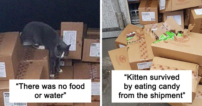Trapped Inside A Shipping Container For 3 Weeks, Cat Survives By Eating Candy