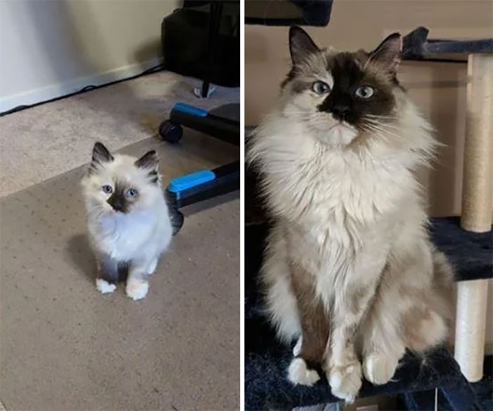 What A Difference 1 Year Makes! Her Mane Is Coming In Nicely! Happy Birthday, Ada