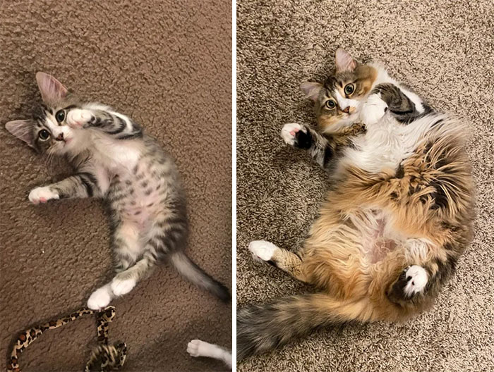 From A Little Floof To A Lot Of Floof