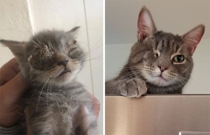 The Day We Picked Up Butters & The Rest Of His Litter To Foster, And Today