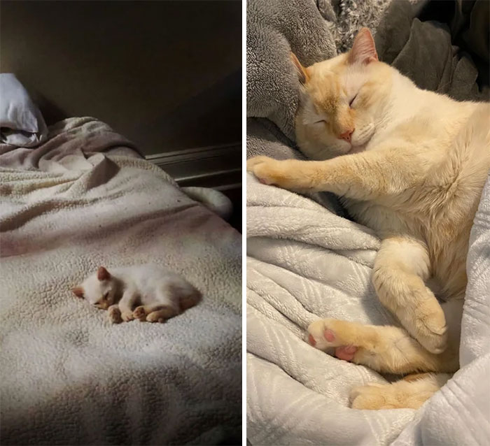 The Evolution Of Jolteon