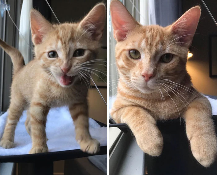 Shamelessly Using My Cake Day To Show Off My Boy Howdy! 10 Weeks To 7 Months