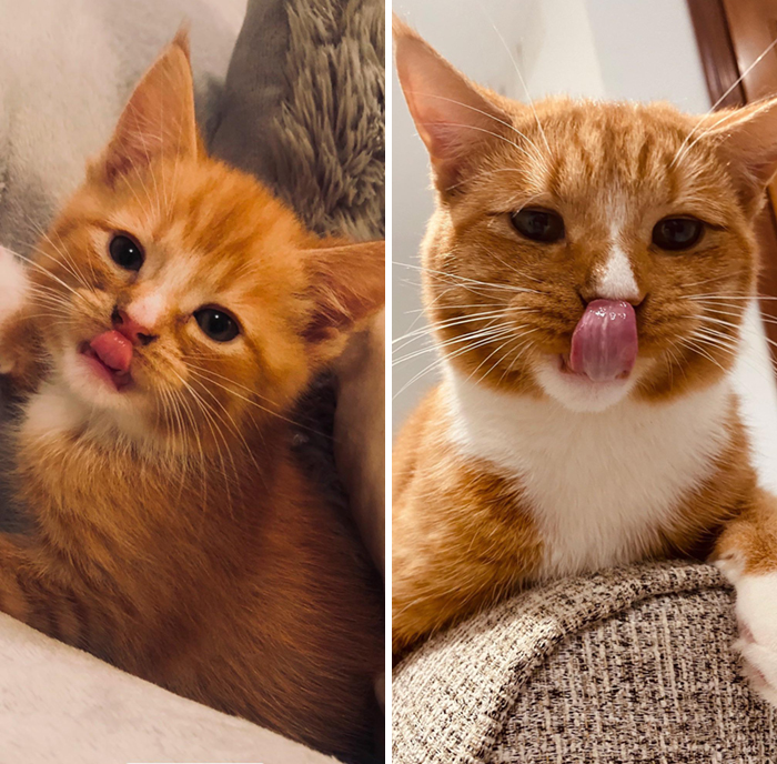 A Baby Blep And A Big Boy Blep