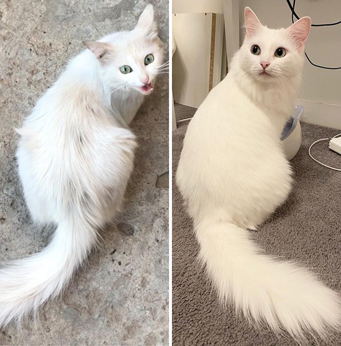 I Rescued The Cat Off The Street. Photos Before And After. One Year Difference