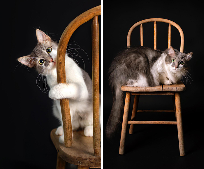 My Son Named Her Flash When We Got Her. Now 4 Years Later She Only Acts Like Flash When Treats Are Offered