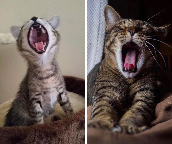 Marcel - 6 Weeks To 5 Years