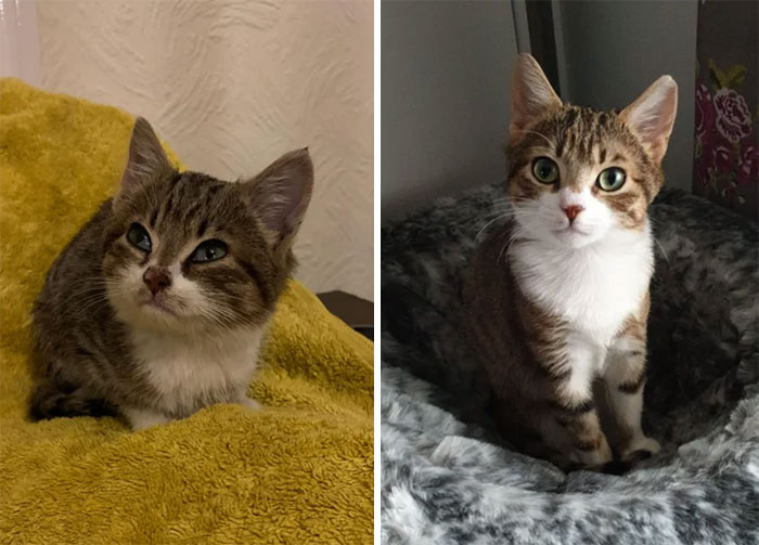 From Abandoned, Worm Infested 7 Week Old To Happy, Playful 5 Month Old