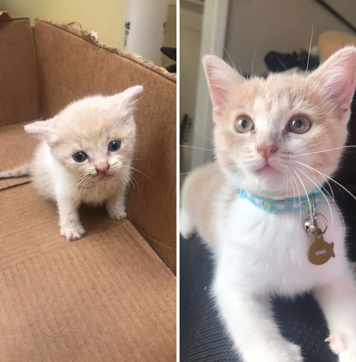 Honey From A Dehydrated, Dirty Bottle Baby To A Beautiful, Healthy Girl