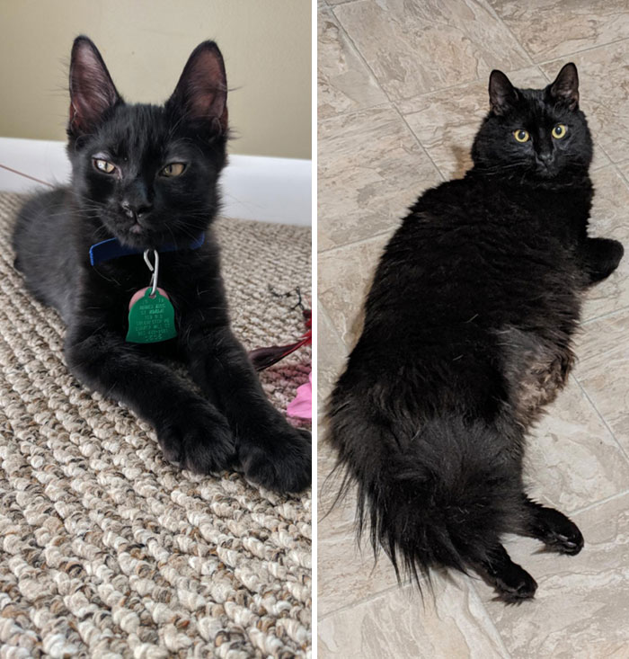 This Is My Boy Marlin. The Change In Ear To Body Ratio Kills Me