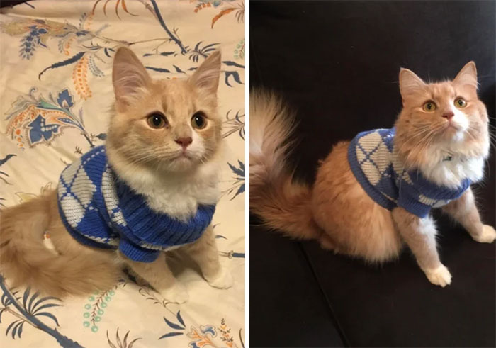 Making Crop Top Sweaters A Thing